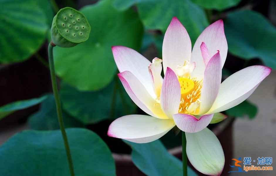 北京去哪看荷花，2019北京哪些公园可以看荷花？