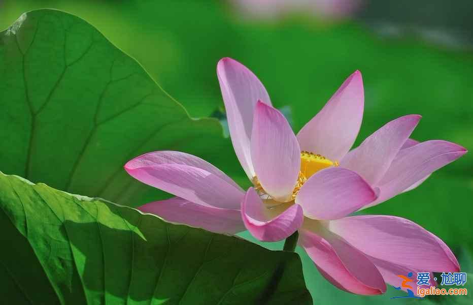 北京去哪看荷花，2019北京哪些公园可以看荷花？