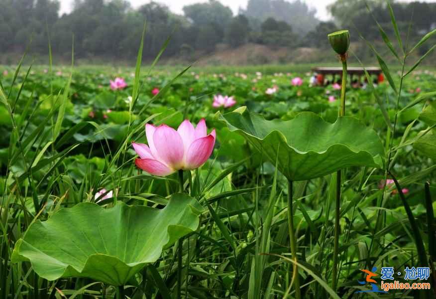 北京去哪看荷花，2019北京哪些公园可以看荷花？