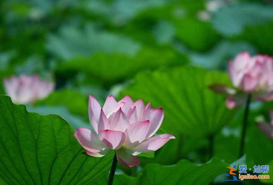 北京去哪看荷花，2019北京哪些公园可以看荷花？