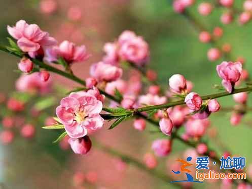 【绍兴桃花节】2017绍兴桃花节时间、地点、门票，2017绍兴桃花节？