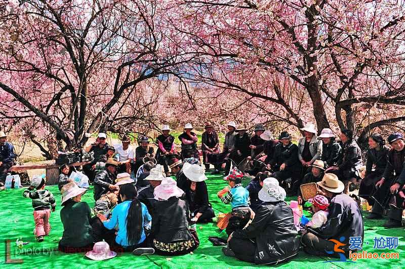 【2017林芝桃花节】2017林芝桃花节时间、花期、地点、门票，林芝桃花节？