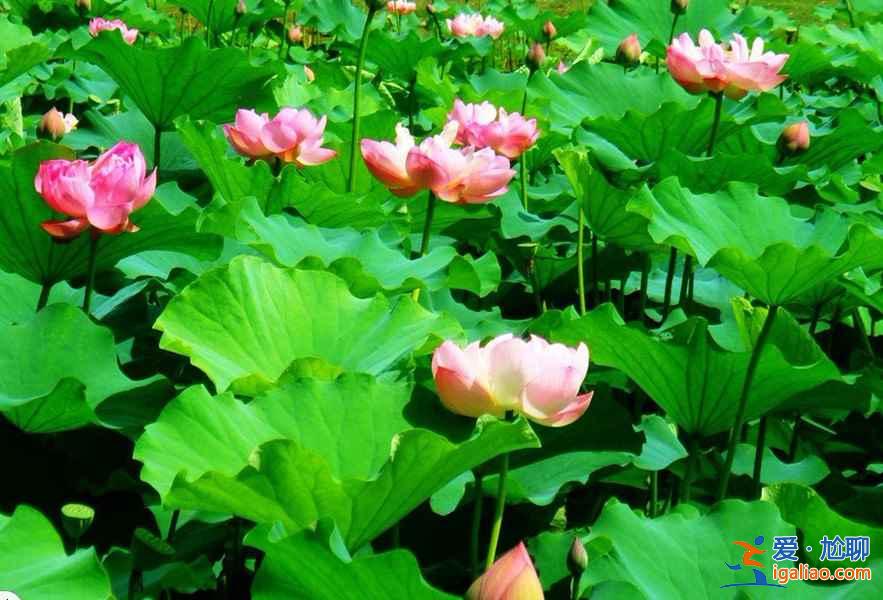 北京去哪看荷花，2019北京哪些公园可以看荷花？