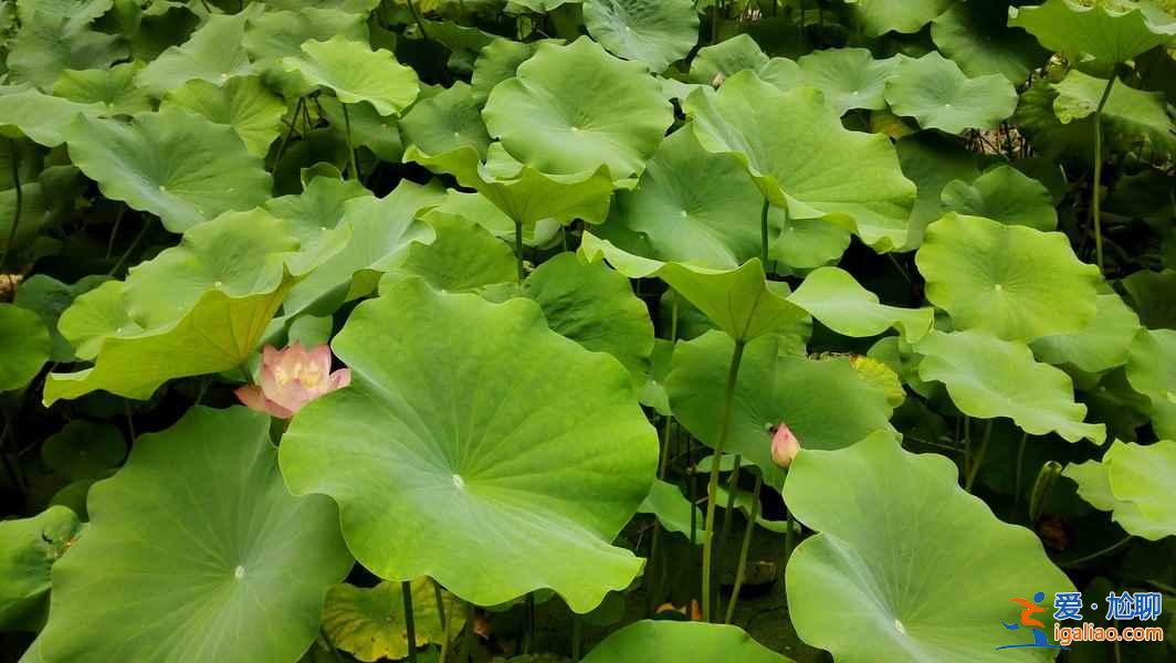 北京去哪看荷花，2019北京哪些公园可以看荷花？