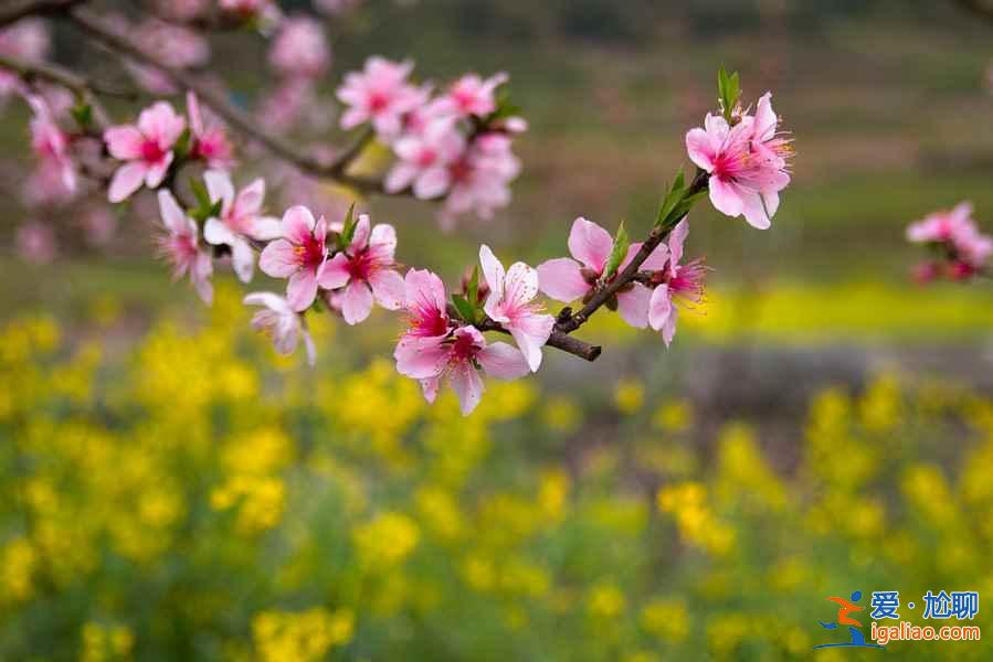 中国最美十大桃花“劫”，人见人爱！？