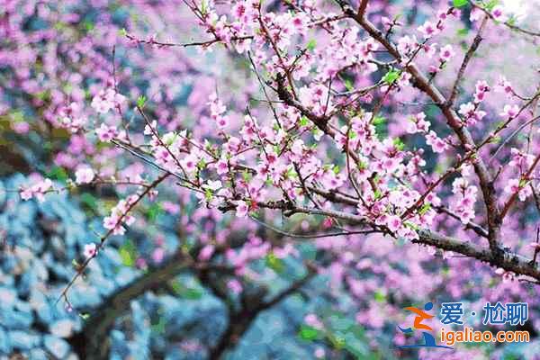 中国最美十大桃花“劫”，人见人爱！？