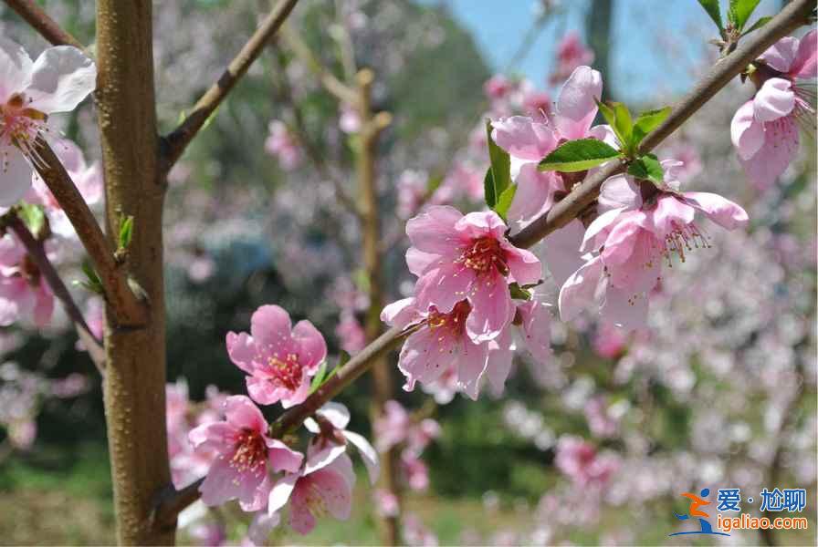 2017顺平桃花节，2017顺平桃花节时间、地址、门票指南？