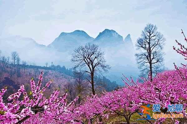 中国最美十大桃花“劫”，人见人爱！？