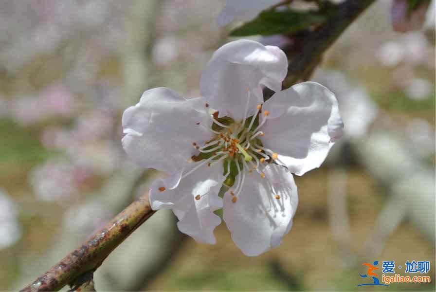 2017顺平桃花节，2017顺平桃花节时间、地址、门票指南？