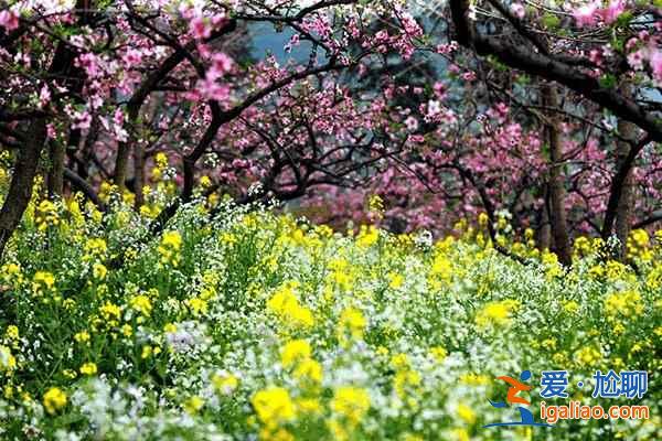 中国最美十大桃花“劫”，人见人爱！？