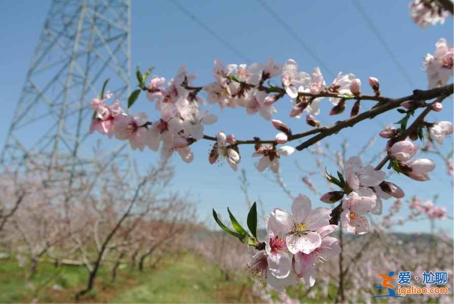 2017顺平桃花节，2017顺平桃花节时间、地址、门票指南？