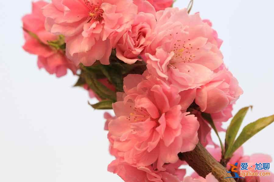 中国最美十大桃花“劫”，人见人爱！？