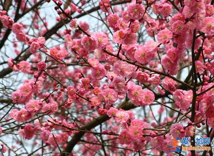 南京梅花山门票，南京梅花山怎么去？