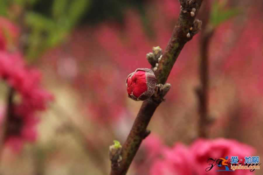 中国最美十大桃花“劫”，人见人爱！？