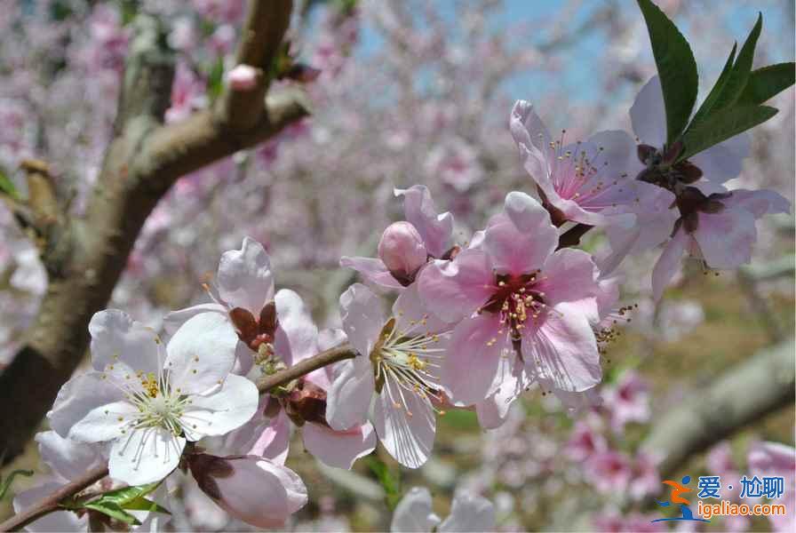 2017顺平桃花节，2017顺平桃花节时间、地址、门票指南？