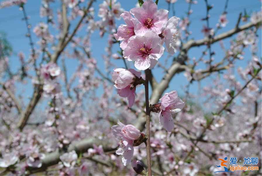 2017顺平桃花节，2017顺平桃花节时间、地址、门票指南？