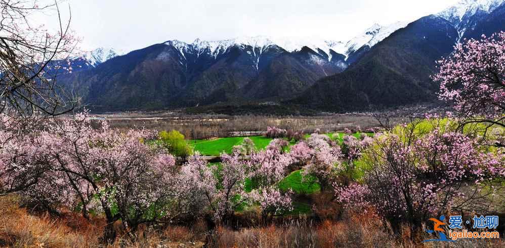 林芝桃花美到震撼！（多图，附最佳观赏时间）？