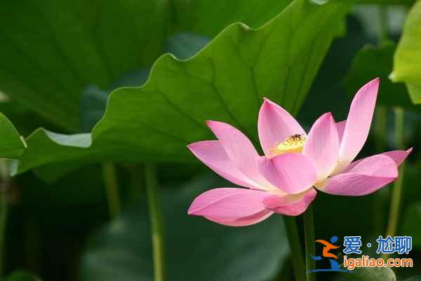 2018金湖荷花节,金湖荷花荡在哪—门票，金湖荷花艺术节？