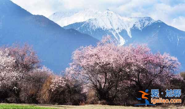 林芝桃花美到震撼！（多图，附最佳观赏时间）？