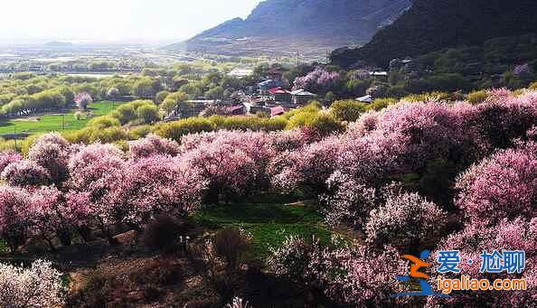 林芝桃花美到震撼！（多图，附最佳观赏时间）？