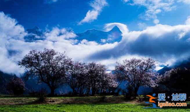 4月，就去林芝看桃花吧！美翻了！？