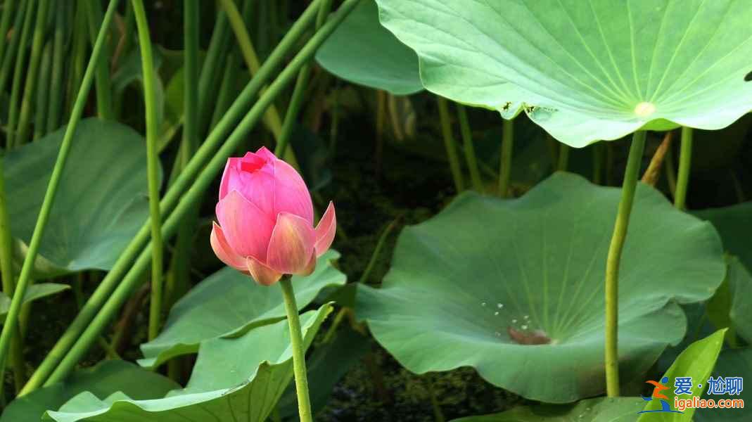 2018金湖荷花节,金湖荷花荡在哪—门票，金湖荷花艺术节？