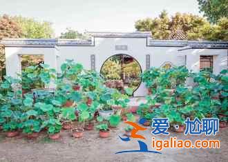 2018金湖荷花节,金湖荷花荡在哪—门票，金湖荷花艺术节？