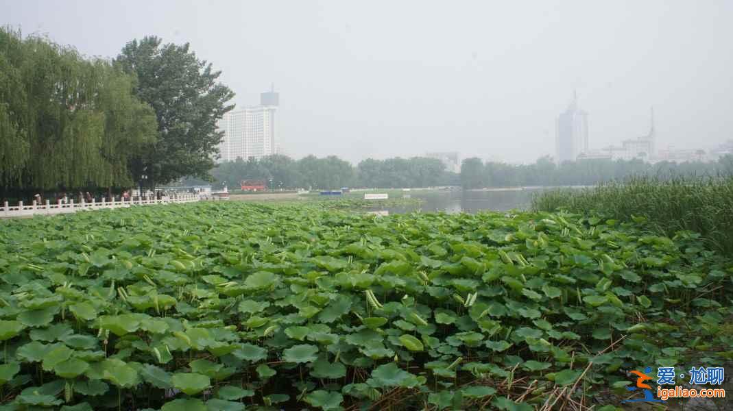 2018金湖荷花节,金湖荷花荡在哪—门票，金湖荷花艺术节？