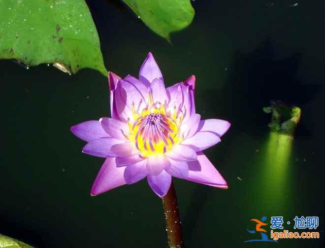 2018杭州荷花什么时候开,杭州荷花开了吗？