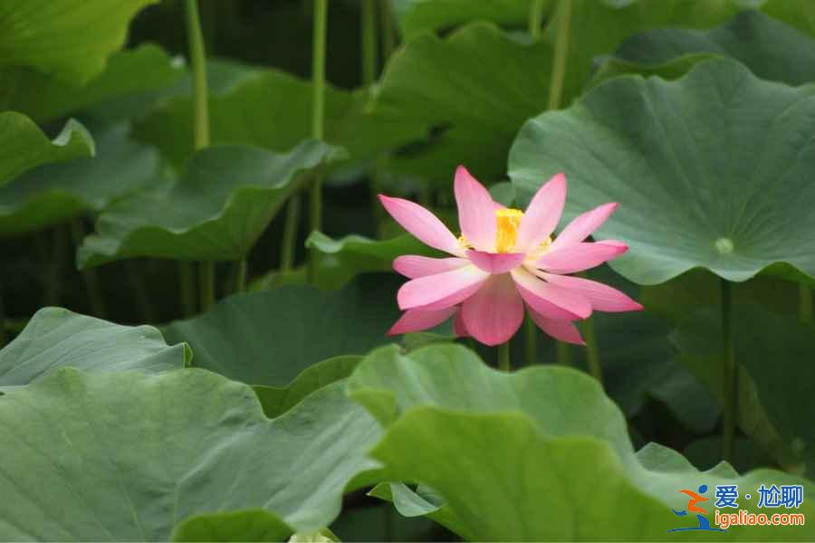 2018杭州荷花什么时候开,杭州荷花开了吗？