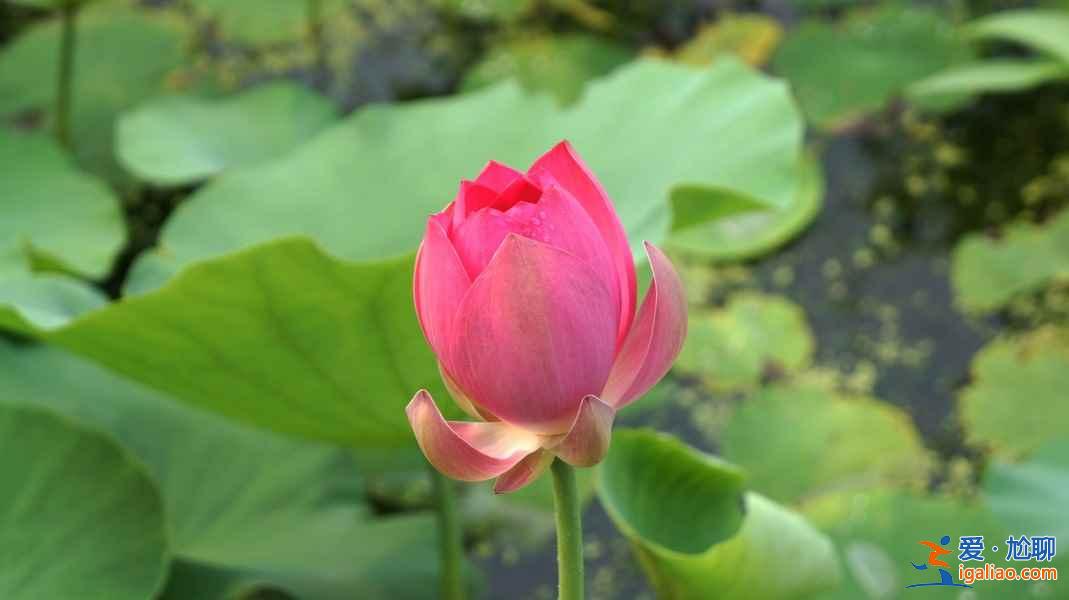 2018杭州荷花什么时候开,杭州荷花开了吗？