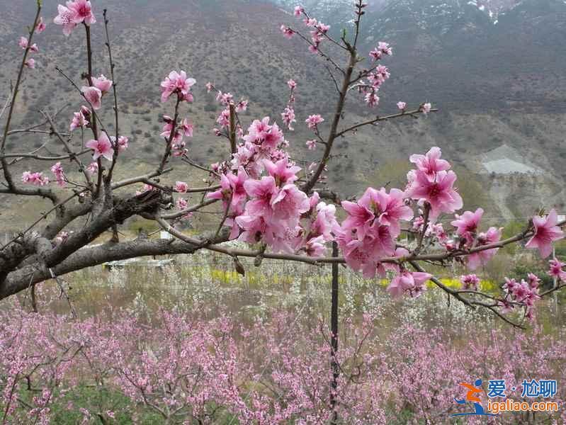 香山桃花节，2017香山桃花节公交—门票—地点—时间？