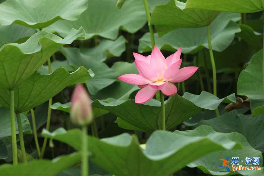 2018杭州荷花什么时候开,杭州荷花开了吗？