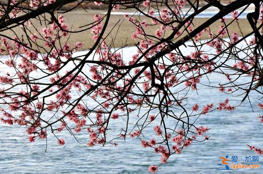 2017林芝桃花节观赏攻略（附：赏花时间、地点、路线、交通、美食及住宿）？