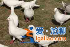 鸽子汤的做法大全？