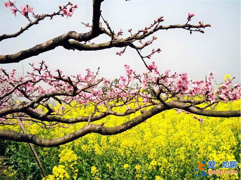 盘点国内最美的桃花胜地，别说我没告诉你！？