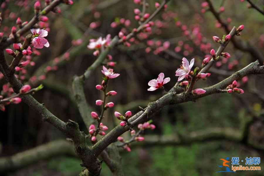 2017平谷桃花节什么时候开始，2017平谷桃花节地址、线路？