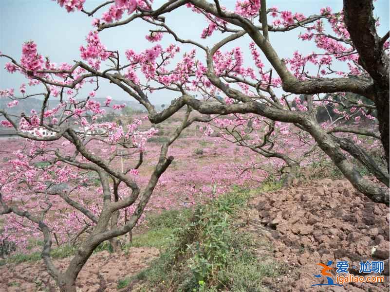 2017平谷桃花节什么时候开始，2017平谷桃花节地址、线路？