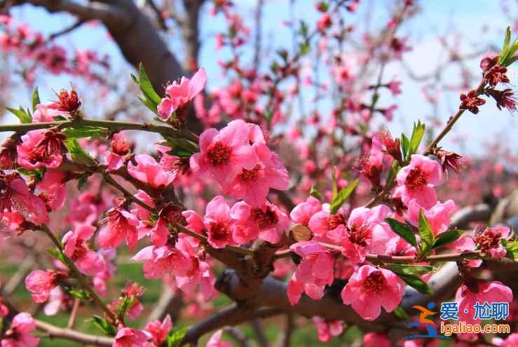 2017平谷桃花节什么时候开始，2017平谷桃花节地址、线路？