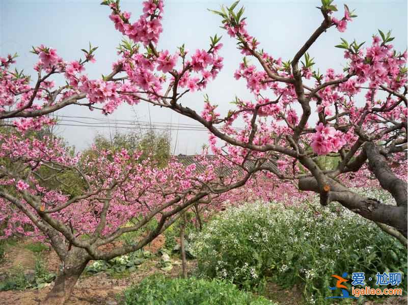 2017平谷桃花节什么时候开始，2017平谷桃花节地址、线路？