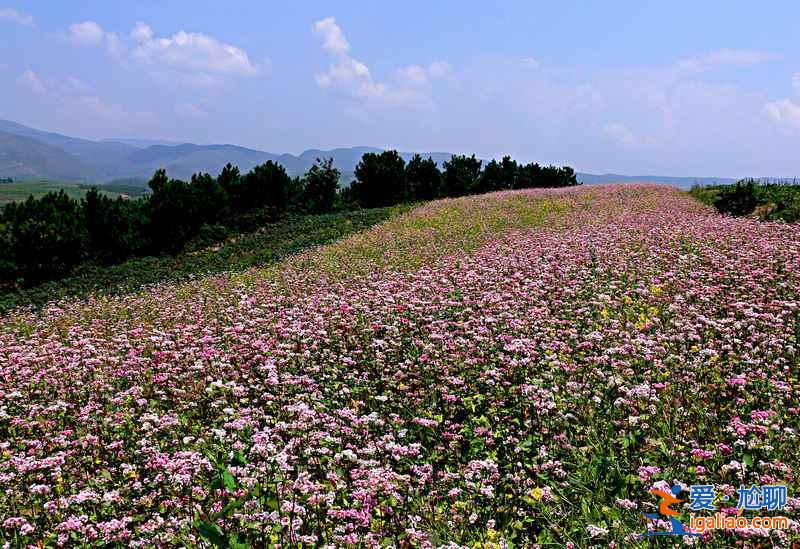 贵州三大花海，3月进入盛放期？