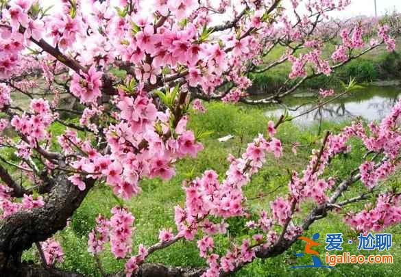 【北京桃花节】2017北京植物园桃花节时间—门票—交通信息？