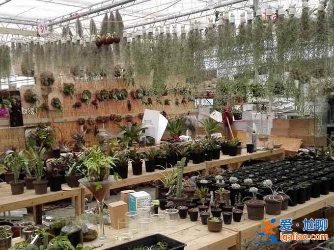 北京花鸟鱼虫市场在哪，北京四大花鸟鱼虫市场？