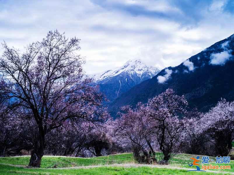 2017林芝桃花节，林芝桃花节开幕时间、地点？