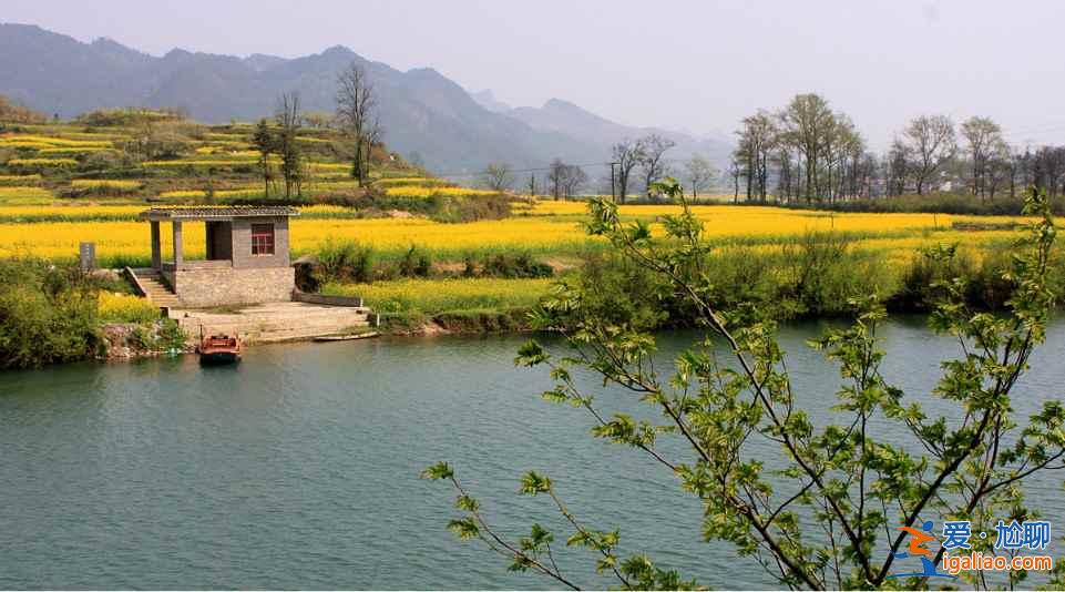 中国最美的十大油菜花海，赴一场花海盛宴？