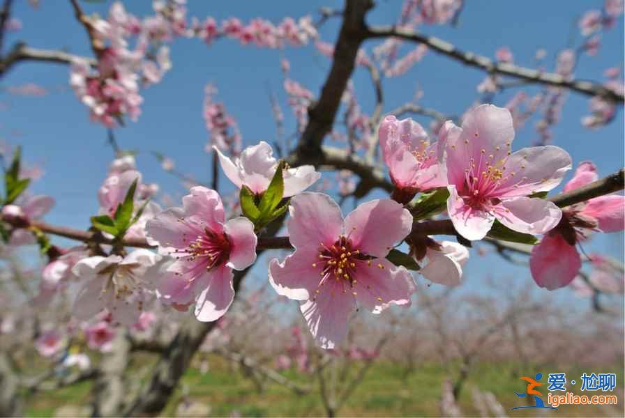 寻找我的“桃花运”,中国赏桃花全攻略? 寻找我的“桃花运”,中国赏桃花全攻略?