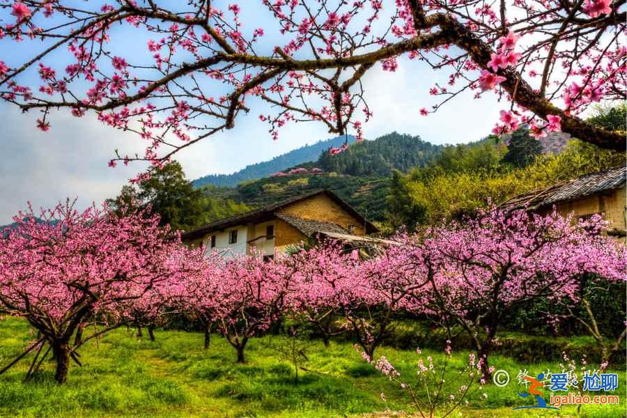 寻找我的“桃花运”,中国赏桃花全攻略? 寻找我的“桃花运”,中国赏桃花全攻略?