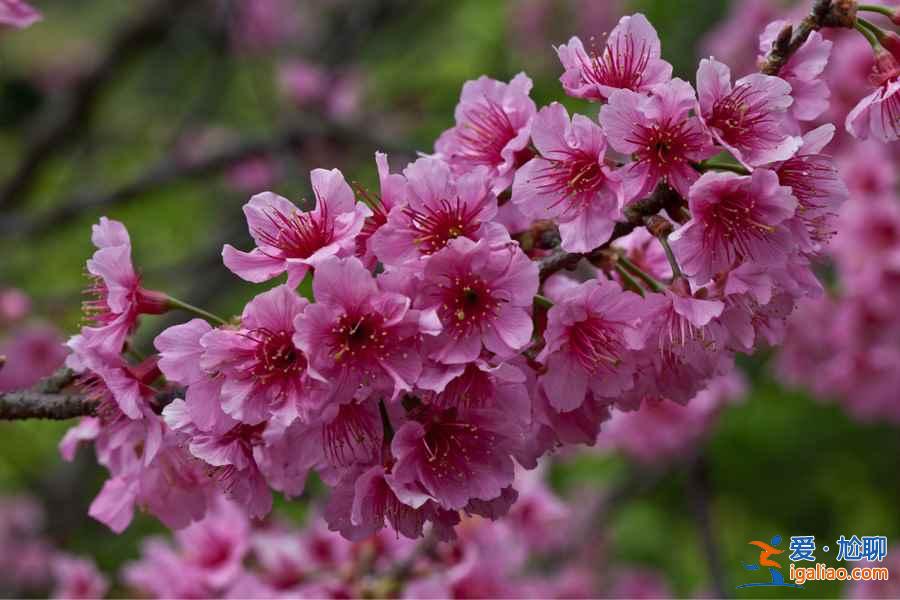 寻找我的“桃花运”,中国赏桃花全攻略? 寻找我的“桃花运”,中国赏桃花全攻略?
