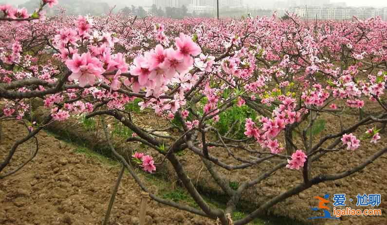 寻找我的“桃花运”,中国赏桃花全攻略? 寻找我的“桃花运”,中国赏桃花全攻略?