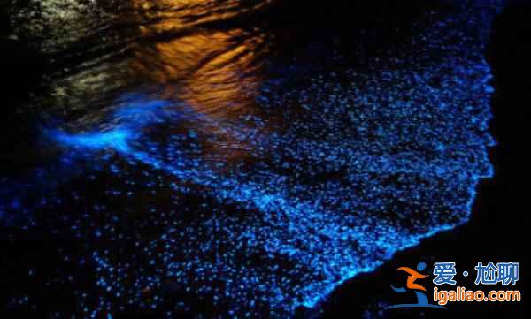 会发光的海滩，中国哪些会发光的“荧光海滩”？